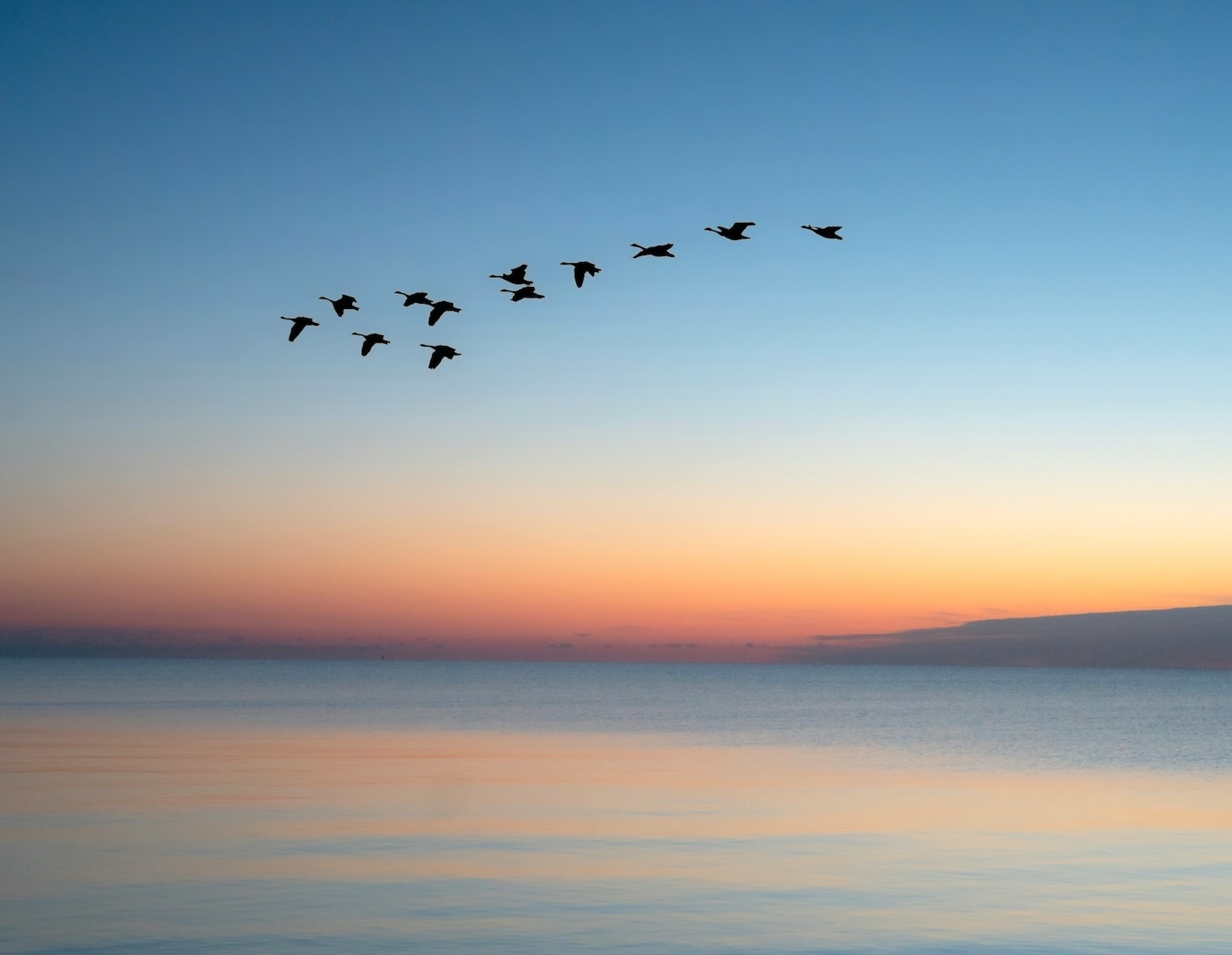 Migration (1).jpg